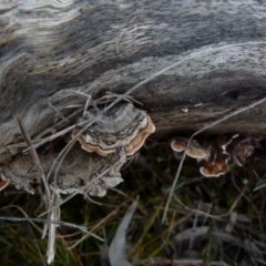 Xylobolus illudens (Purplish Stereum) at Boro, NSW - 23 Jun 2021 by Paul4K