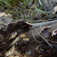 Xylobolus illudens at Boro, NSW - suppressed