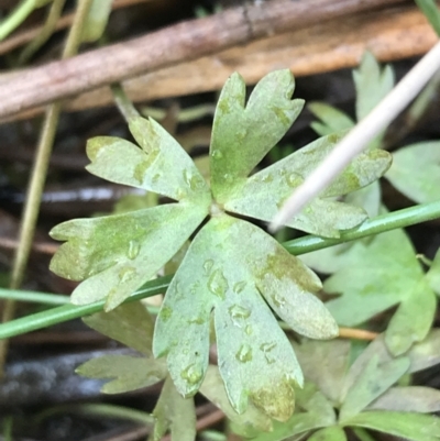 Ranunculus amphitrichus (Small River Buttercup) at Burra, NSW - 14 Jun 2021 by Tapirlord