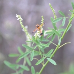 Delta bicinctum (Potter wasp) at QPRC LGA - 29 Jan 2021 by natureguy