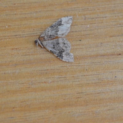 Epyaxa sodaliata (Sodaliata Moth, Clover Moth) at QPRC LGA - 30 Jan 2021 by natureguy
