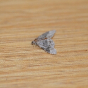 Epyaxa sodaliata at Wamboin, NSW - 30 Jan 2021