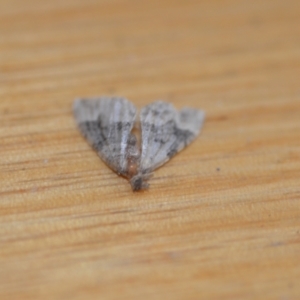 Epyaxa sodaliata at Wamboin, NSW - 30 Jan 2021 05:27 PM