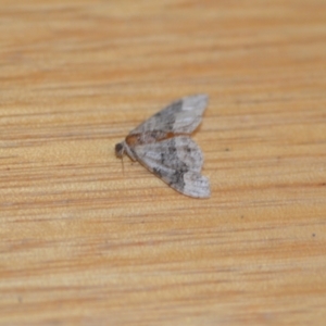 Epyaxa sodaliata at Wamboin, NSW - 30 Jan 2021