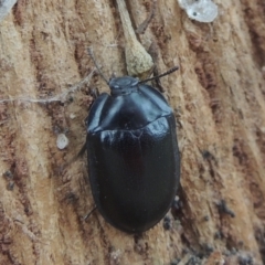 Pterohelaeus striatopunctatus (Darkling beetle) at Conder, ACT - 17 Mar 2021 by MichaelBedingfield