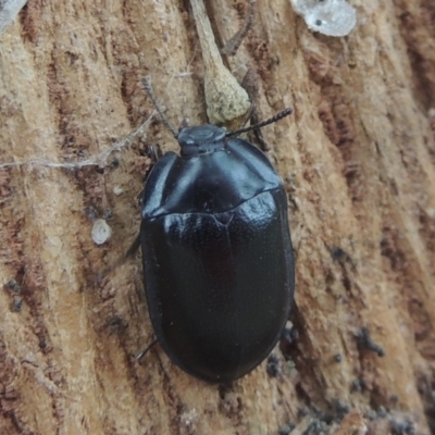 Pterohelaeus striatopunctatus (Darkling beetle) at Pollinator-friendly garden Conder - 16 Mar 2021 by michaelb
