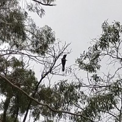 Zanda funerea (Yellow-tailed Black-Cockatoo) at Jerrabomberra Wetlands - 22 Jun 2021 by Kurt