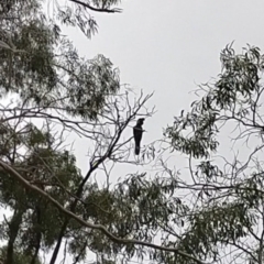 Zanda funerea (Yellow-tailed Black-Cockatoo) at Fyshwick, ACT - 22 Jun 2021 by Kurt