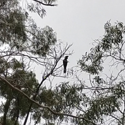 Zanda funerea (Yellow-tailed Black-Cockatoo) at Fyshwick, ACT - 22 Jun 2021 by Kurt