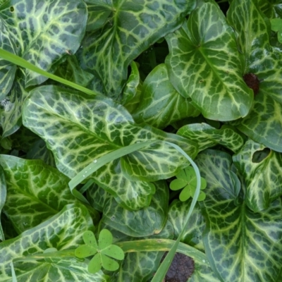 Arum italicum (Italian Arum) at Ettamogah, NSW - 25 Jun 2021 by ChrisAllen