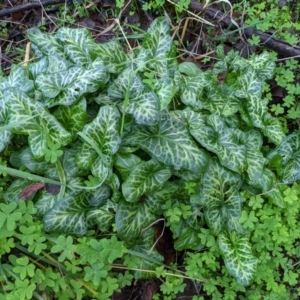 Arum italicum at Ettamogah, NSW - 25 Jun 2021