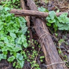 Arum italicum at Ettamogah, NSW - 25 Jun 2021