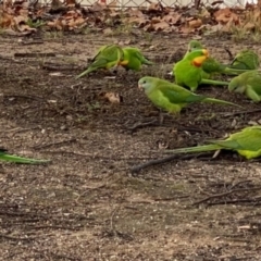 Polytelis swainsonii (Superb Parrot) at Wanniassa, ACT - 24 Jun 2021 by Shazw