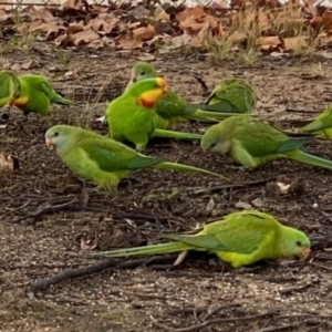 Polytelis swainsonii at Wanniassa, ACT - 25 Jun 2021