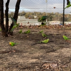 Polytelis swainsonii at Wanniassa, ACT - suppressed