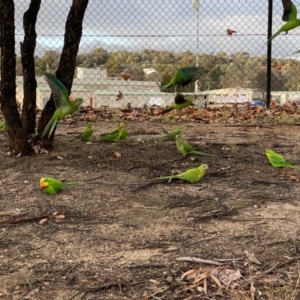 Polytelis swainsonii at Wanniassa, ACT - suppressed