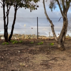 Polytelis swainsonii at Wanniassa, ACT - suppressed