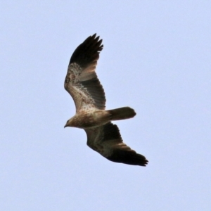 Haliastur sphenurus at Fyshwick Sewerage Treatment Plant - 25 Jun 2021 01:20 PM