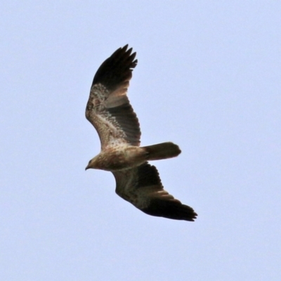 Haliastur sphenurus (Whistling Kite) at Fyshwick Sewerage Treatment Plant - 25 Jun 2021 by RodDeb