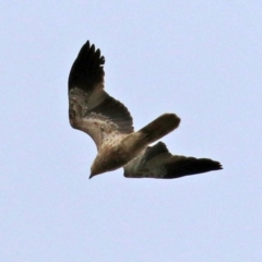 Haliastur sphenurus at Fyshwick Sewerage Treatment Plant - 25 Jun 2021 01:20 PM