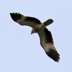 Haliastur sphenurus at Fyshwick Sewerage Treatment Plant - 25 Jun 2021