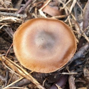 Cortinarius sp. at Holt, ACT - 25 Jun 2021 09:32 AM