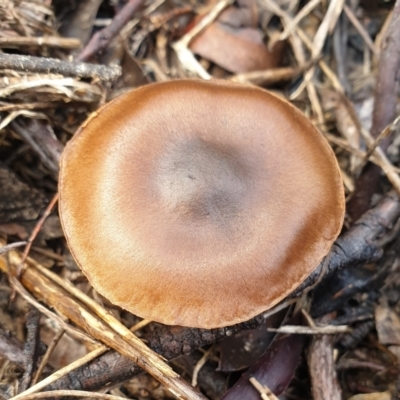 Cortinarius sp. (Cortinarius) at Aranda Bushland - 24 Jun 2021 by drakes