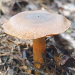 Cortinarius sp. at Holt, ACT - 25 Jun 2021 09:32 AM