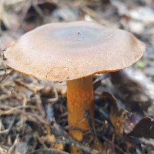 Cortinarius sp. at Holt, ACT - 25 Jun 2021 09:32 AM