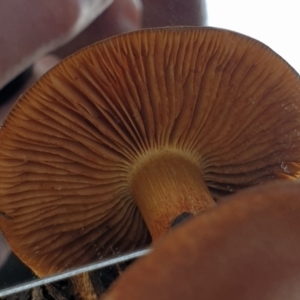 Cortinarius sp. at Holt, ACT - 25 Jun 2021 09:32 AM