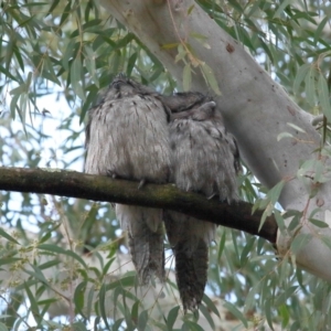 Podargus strigoides at Acton, ACT - 25 Jun 2021 11:37 AM