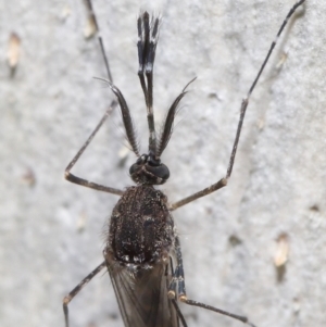 Aedes sp. (genus) at Downer, ACT - 23 Jun 2021