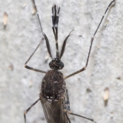 Aedes sp. (genus) (Mosquito) at Downer, ACT - 23 Jun 2021 by TimL