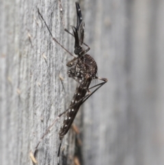 Aedes sp. (genus) at Downer, ACT - 23 Jun 2021