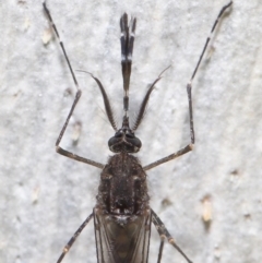 Aedes sp. (genus) at Downer, ACT - 23 Jun 2021