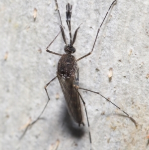 Aedes sp. (genus) at Downer, ACT - 23 Jun 2021 10:42 AM