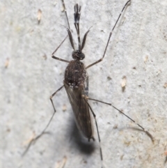 Aedes sp. (genus) at Downer, ACT - 23 Jun 2021