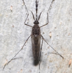 Aedes sp. (genus) at Downer, ACT - 23 Jun 2021