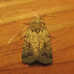 Proteuxoa capularis (Half-moon Noctuid) at Conder, ACT - 23 Mar 2021 by michaelb