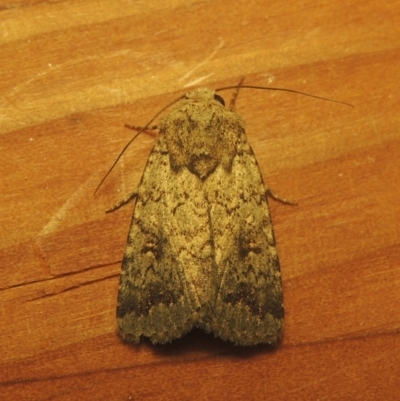 Proteuxoa capularis (Half-moon Noctuid) at Conder, ACT - 24 Mar 2021 by MichaelBedingfield