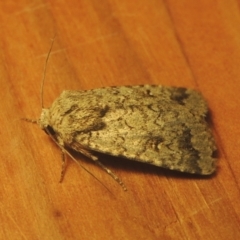 Proteuxoa capularis at Conder, ACT - 24 Mar 2021