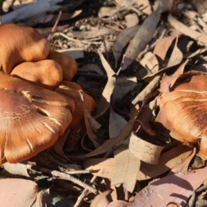 Cortinarius sp. at Cook, ACT - 28 Jun 2020