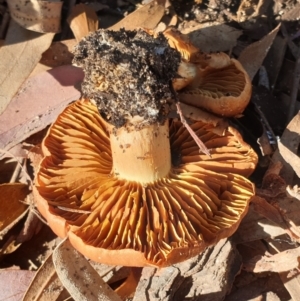 Cortinarius sp. at Cook, ACT - 28 Jun 2020