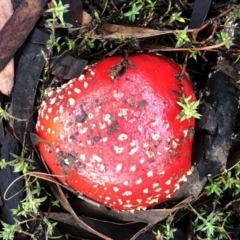 Amanita muscaria (Fly Agaric) at Hughes, ACT - 25 Jun 2021 by ruthkerruish