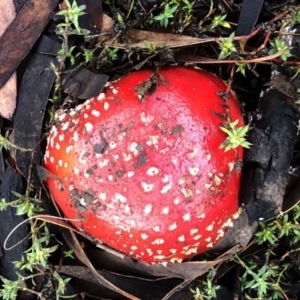 Amanita muscaria at Hughes, ACT - 26 Jun 2021 09:22 AM