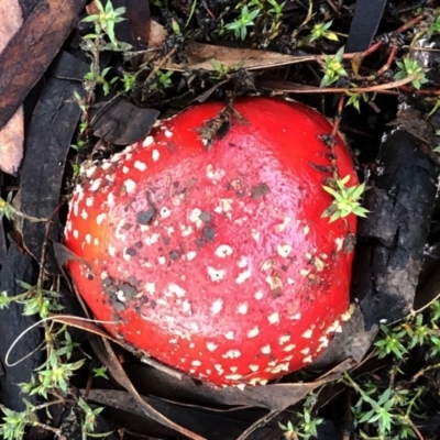 Amanita muscaria (Fly Agaric) at Hughes, ACT - 25 Jun 2021 by ruthkerruish