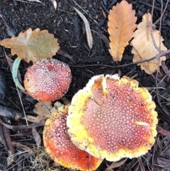 Amanita muscaria at Hughes, ACT - 26 Jun 2021 09:22 AM