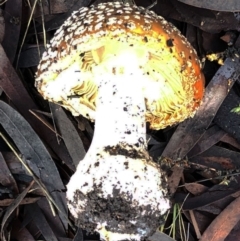 Amanita muscaria at Hughes, ACT - 26 Jun 2021 09:22 AM