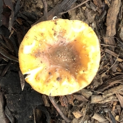 Unverified Cap on a stem; gills below cap [mushrooms or mushroom-like] at Hughes, ACT - 26 Jun 2021 by ruthkerruish