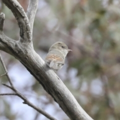 Pachycephala pectoralis (Golden Whistler) at Scullin, ACT - 26 Jun 2021 by AlisonMilton